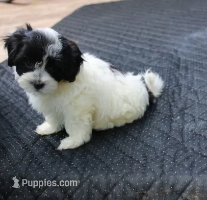 Daffodil  small  havashu   shih tzu - havanese  – Havanese, Shih Tzu puppy for sale in Thayer, KS