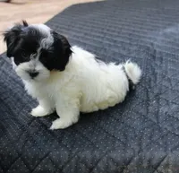 Daffodil  havashu   shih tzu havanese mix  small, a female Havanese and Shih Tzu for sale in Thayer, KS – 2 of 10