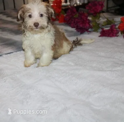 Spicey – Havanese puppy for sale in Thayer, KS
