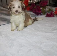 Spicey reduced, a male Havanese for sale in Thayer, KS – 1 of 10