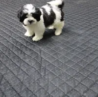 Buttercup is a small   havashu havanese shihtzu, a female Havanese and Shih Tzu for sale in Thayer, KS – 4 of 10