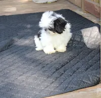 tiny  akc purebred f, a female Shih Tzu for sale in Thayer, KS – 6 of 10