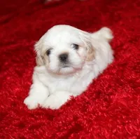 Dixie Purebred Pending!, a female Shih Tzu for sale in Thayer, KS – Photo 5 of 10