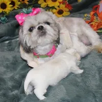 Dixie Purebred , a female Shih Tzu for sale in Thayer, KS – Photo 6 of 8