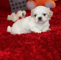 Dixie Purebred Pending!, a female Shih Tzu for sale in Thayer, KS – Photo 2 of 10