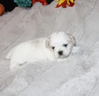 Dixie Purebred , a female Shih Tzu for sale in Thayer, KS – Photo 1 of 8