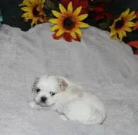 Dixie Purebred , a female Shih Tzu for sale in Thayer, KS – Photo 5 of 8