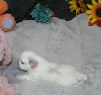 Dixie Purebred , a female Shih Tzu for sale in Thayer, KS – Photo 4 of 8