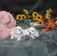 Dixie Purebred , a female Shih Tzu for sale in Thayer, KS – Photo 8 of 8