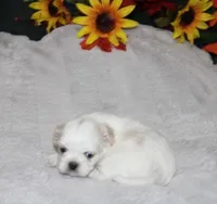 Dixie Purebred , a female Shih Tzu for sale in Thayer, KS – Photo 3 of 8