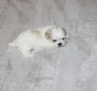 Dixie Purebred , a female Shih Tzu for sale in Thayer, KS – Photo 2 of 8