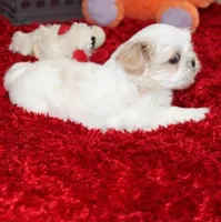 Dixie Purebred Pending!, a female Shih Tzu for sale in Thayer, KS – Photo 4 of 10