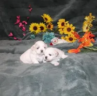 Dixie Purebred , a female Shih Tzu for sale in Thayer, KS – Photo 7 of 8