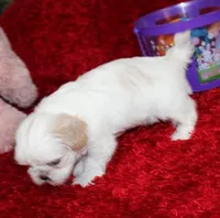 Dixie Purebred Pending!, a female Shih Tzu for sale in Thayer, KS – Photo 3 of 10