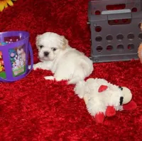 Dixie Purebred Pending!, a female Shih Tzu for sale in Thayer, KS – Photo 6 of 10