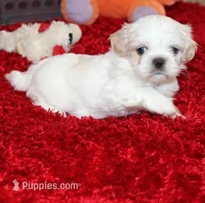 Dixie Purebred  – Shih Tzu puppy for sale in Thayer, KS