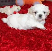 Dixie Purebred Pending!, a female Shih Tzu for sale in Thayer, KS – Photo 1 of 10