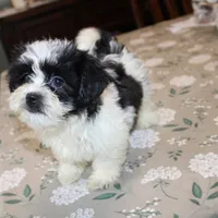 Small Magnoli  havashu  2.5  havanese shihtzu mix, a female Havanese and Shih Tzu for sale in Thayer, KS – 2 of 10
