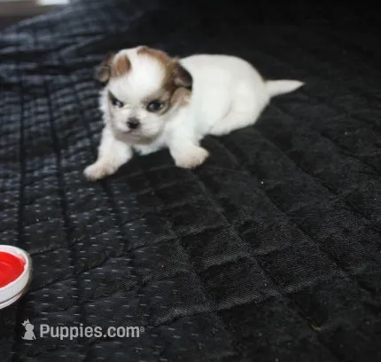 Trinket  Shih tzu Small! – Shih Tzu puppy for sale in Thayer, KS