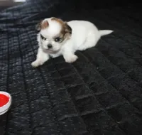 Trinket  Shih tzu Small!, a female Shih Tzu for sale in Thayer, KS – 2 of 8