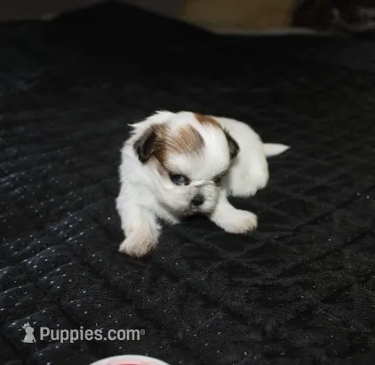 Trinket  Shih tzu Small! – Shih Tzu puppy for sale in Thayer, KS