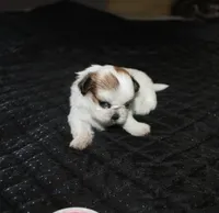 Trinket  Shih tzu Small!, a female Shih Tzu for sale in Thayer, KS – 1 of 8