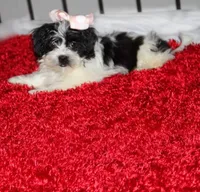 Havashu  Small  girl   Magnolia , a female Havanese for sale in Thayer, KS – 2 of 10