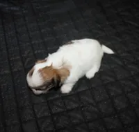 Trinket  Shih tzu Small!, a female Shih Tzu for sale in Thayer, KS – 7 of 8