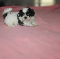 Binki purebred shih tzu Small  AKC choc, a female Shih Tzu for sale in Thayer, KS – 3 of 9