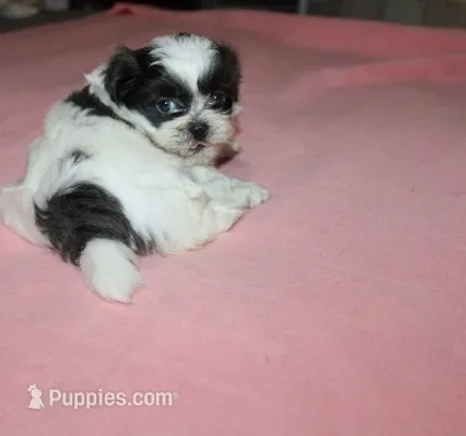 Binki purebred shih tzu Small  AKC choc – Shih Tzu puppy for sale in Thayer, KS