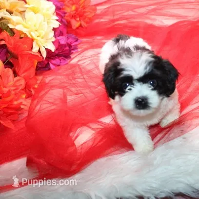 Magnolia  havashu  havanese/shihtzu – Havanese, Shih Tzu puppy for sale in Thayer, KS