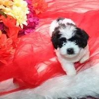 Magnolia  havashu  havanese/shihtzu, a female Havanese and Shih Tzu for sale in Thayer, KS – 1 of 10