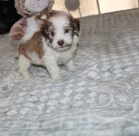 Spicey, a male Havanese for sale in Thayer, KS – 3 of 7