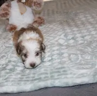 Spicey, a male Havanese for sale in Thayer, KS – 7 of 7