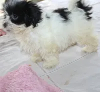 Havashu   Daffodil, a female Shih Tzu for sale in Thayer, KS – 7 of 9