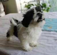 Small Magnoli  havashu  2.5  havanese shihtzu mix, a female Havanese and Shih Tzu for sale in Thayer, KS – 3 of 10