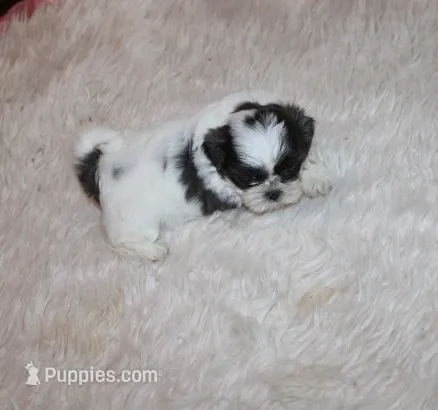 Binki purebred shih tzu Small  – Shih Tzu puppy for sale in Thayer, KS