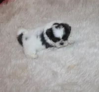 Binki purebred shih tzu Small  AKC choc, a female Shih Tzu for sale in Thayer, KS – 4 of 9