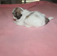 Trinket  Shih tzu Small! akc, a female Shih Tzu for sale in Thayer, KS – 6 of 10
