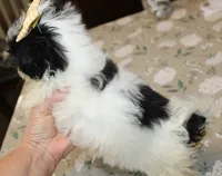 Miss Tulip Havashu SoSweet!, a female Havanese and Shih Tzu for sale in Thayer, KS – 5 of 9