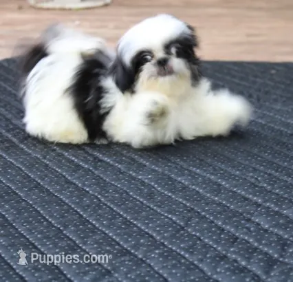 Tiny Girl AKC  – Shih Tzu puppy for sale in Thayer, KS