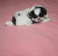 Binki purebred shih tzu Small  AKC choc, a female Shih Tzu for sale in Thayer, KS – 6 of 9