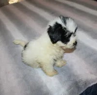 Cider M., a male Havanese for sale in Thayer, KS – 9 of 9