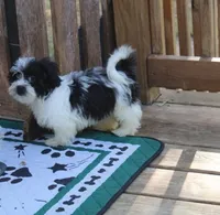 Havashu  Small  girl   Magnolia , a female Havanese for sale in Thayer, KS – 3 of 10