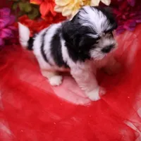 Buttercup  havashu havanese/shihtzu, a female Havanese and Shih Tzu for sale in Thayer, KS – 8 of 10