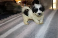 Cider M., a male Havanese for sale in Thayer, KS – 2 of 9