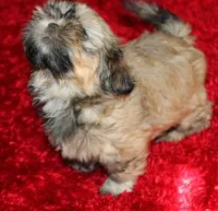 Livvy , a female Shih Tzu for sale in Thayer, KS – Photo 9 of 10