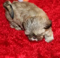 Livvy , a female Shih Tzu for sale in Thayer, KS – Photo 6 of 10