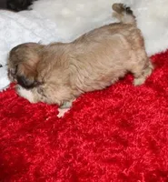 Livvy , a female Shih Tzu for sale in Thayer, KS – Photo 5 of 10