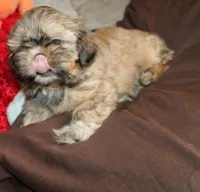 Livvy , a female Shih Tzu for sale in Thayer, KS – Photo 10 of 10